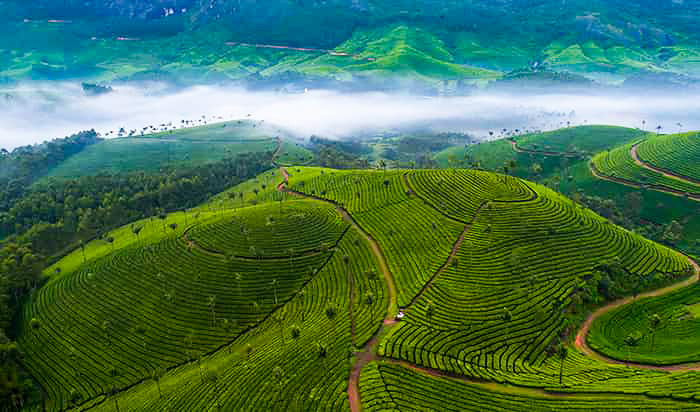 Munnar  | Cochin airport taxi services 