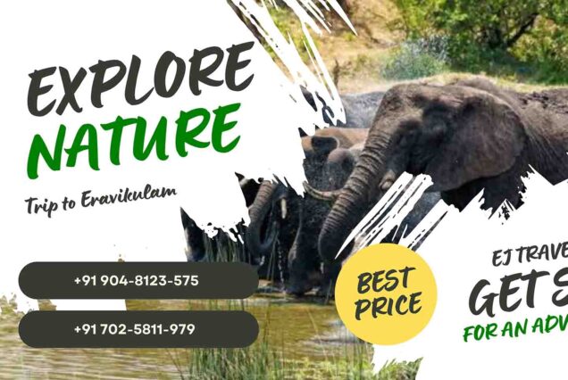 Eravikulam national park