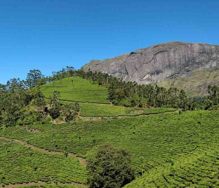 Cochin airport taxi services