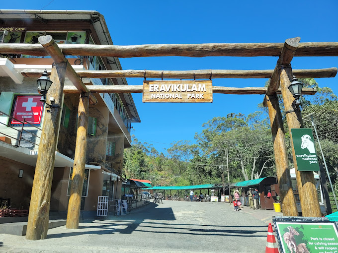 Spot Nilgiri Tahr at Eravikulam National Park | South India destinations