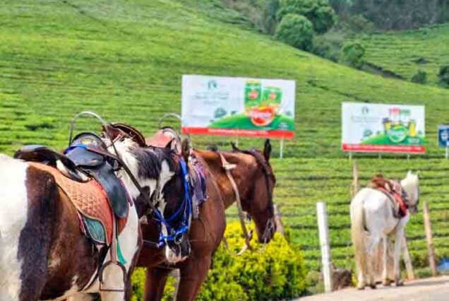 horse ride munnar | Cochin airport taxi services