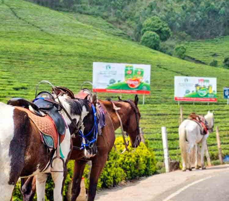 horse ride munnar | Cochin airport taxi services