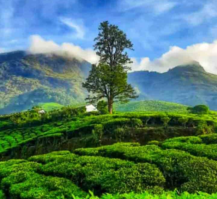 munnar | Cochin airport taxi services
