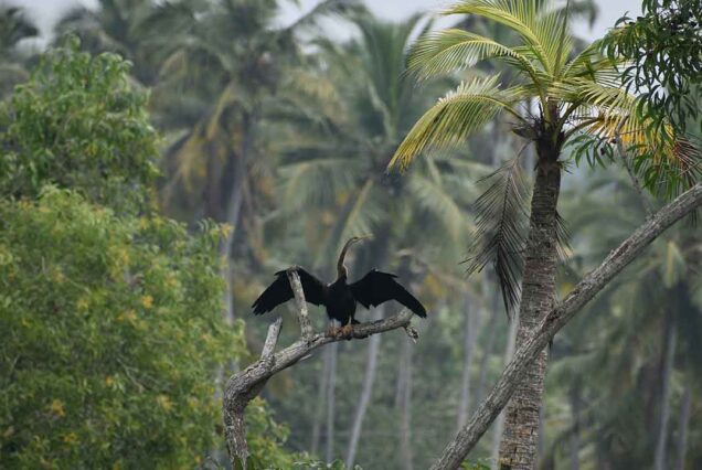 Poovar | Cochin airport taxi services