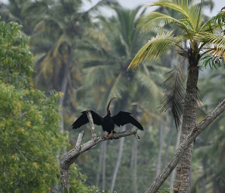 Poovar | Cochin airport taxi services