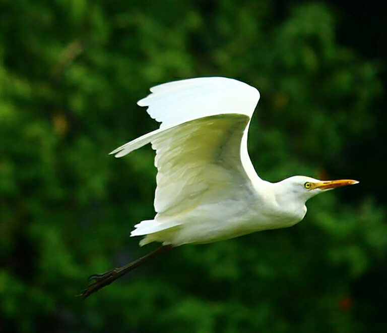 Poovar | Cochin airport taxi services