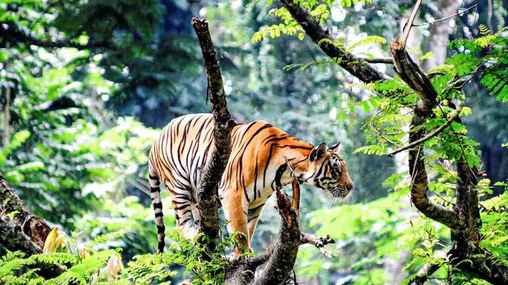 A boat safari on the serene Periyar Lake with lush forests in the backdrop, Thekkady, Kerala