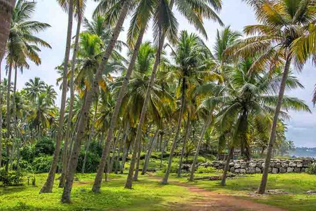 Cochin airport taxi services