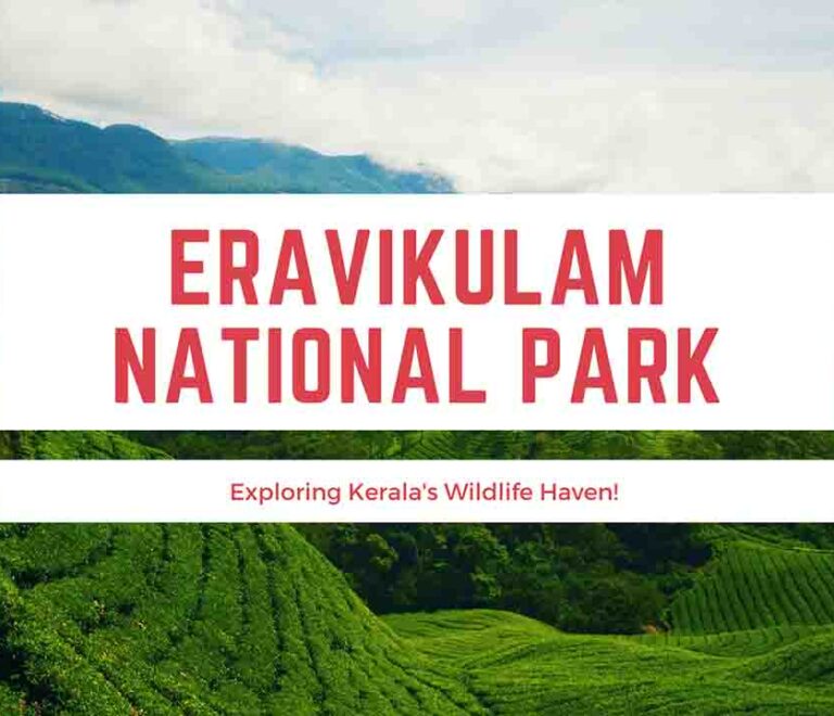 Eravikulam National Park