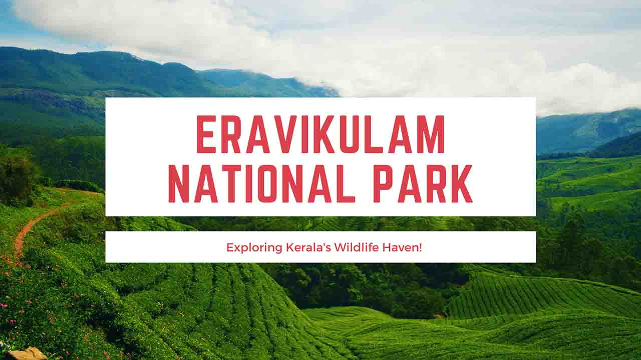 Eravikulam National Park