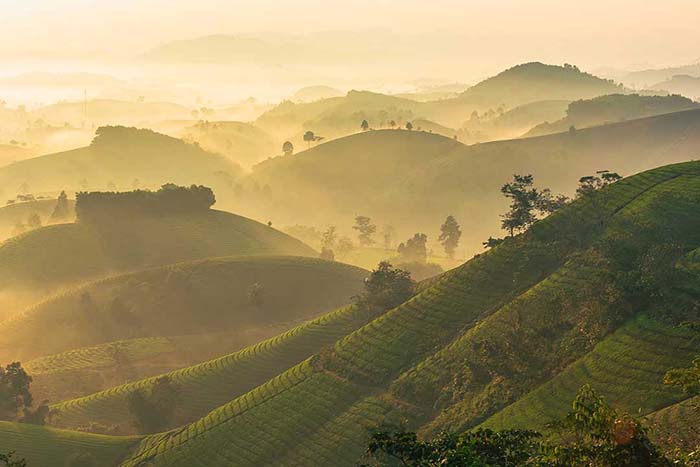 Misty hills of Munnar in Kerala during Onam season