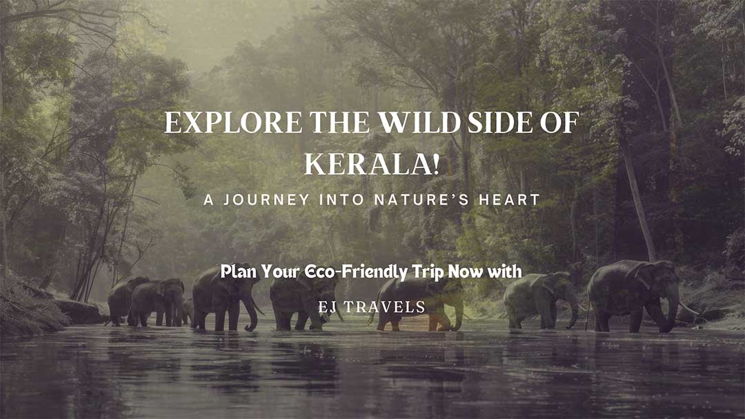 Exploring Kerala’s National Parks and Wildlife