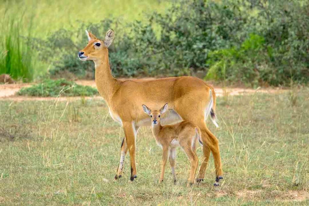 Two deers walking together near green trees in Wayanad Wildlife Sanctuary
