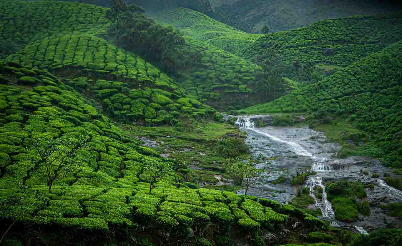 A view of Munnar’s lush green tea plantations and mist-covered hills in Kerala