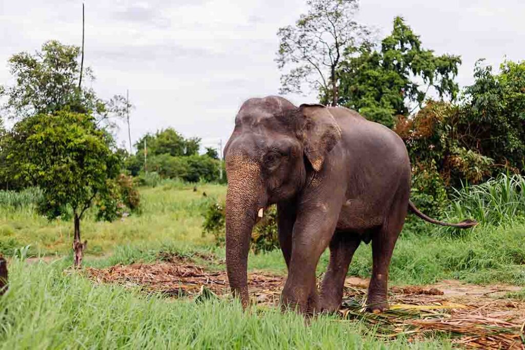 Elephant walking through lush greenery in Periyar National Park