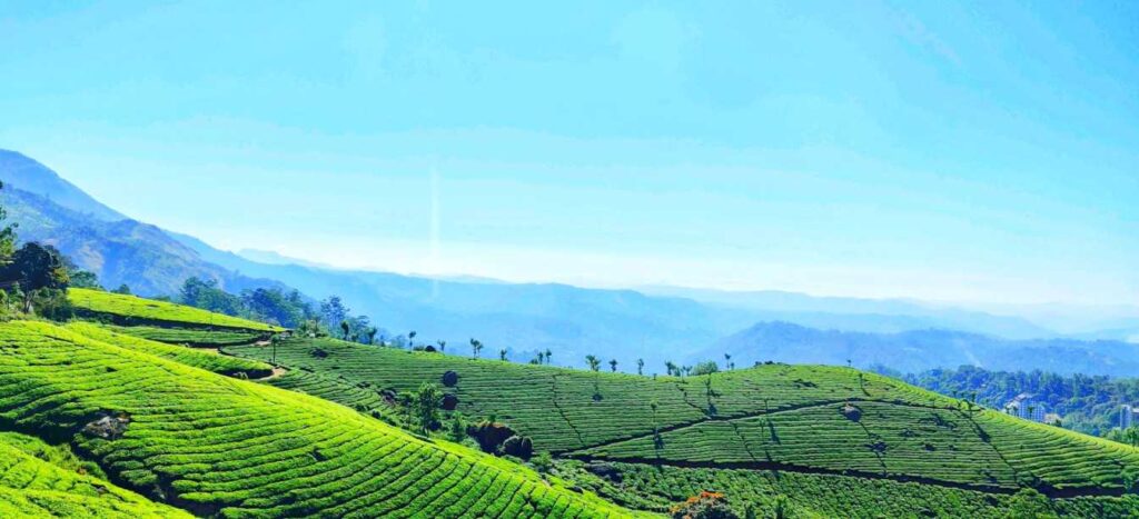 Scenic view of lush green hills and tea plantations in Munnar, Kerala