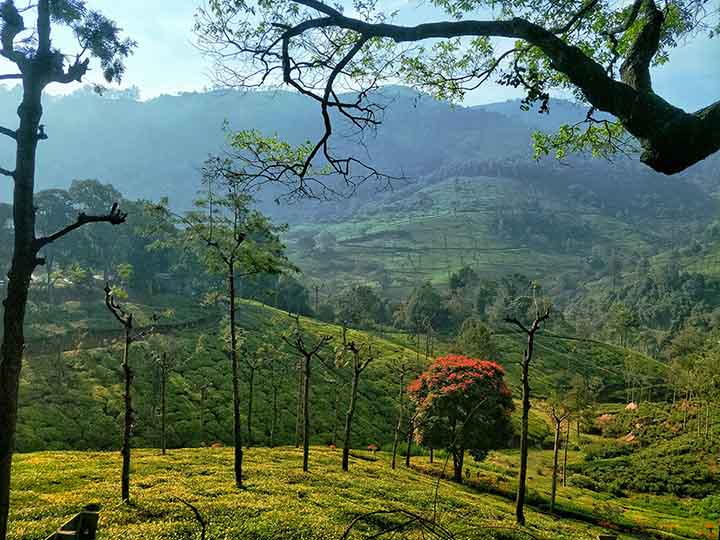 Breathtaking view of the Ooty mountains covered in lush greenery, with mist rolling over the hills under a serene blue sky. | Ooty summer travel